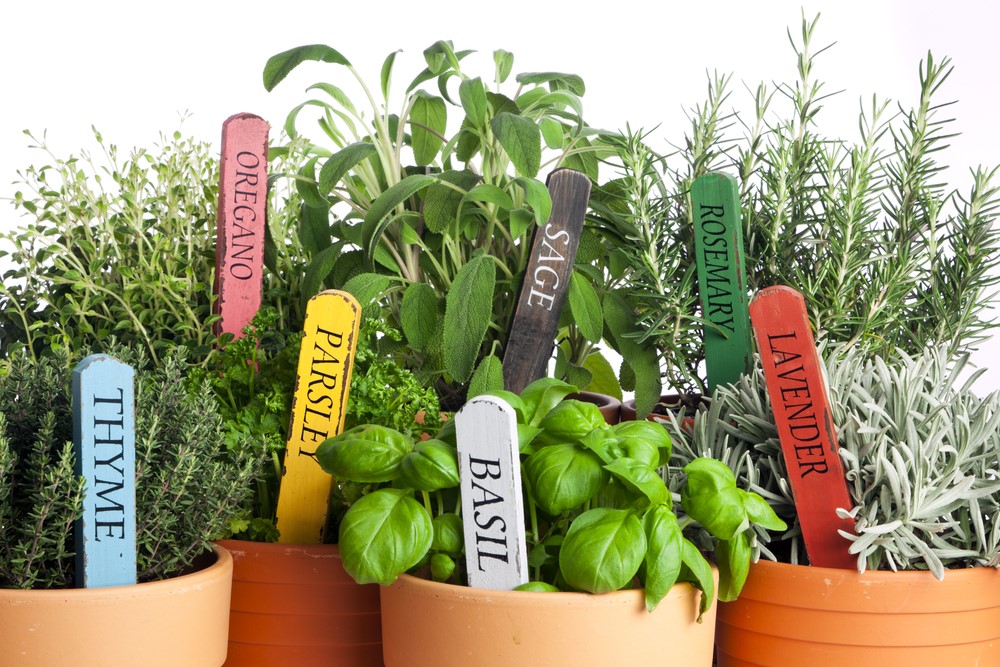 herb garden
